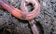 How to Raise Nightcrawler Worms