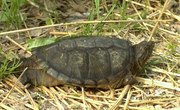 How to Make Snapping Turtle Lines