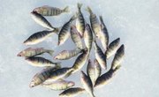 Differences Between Crappie & Perch