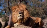What Features Do Lions Have to Survive in the Wild?