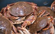 The Best Dungeness Crabbing Tides