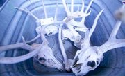 How to Wash a Deer Skull With Acid