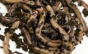 How to Make a Worm Bed for Nightcrawlers