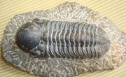 Fossils That Are Most Useful for Correlation