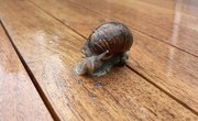 Relationship Between Elodea & Snails