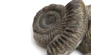 How to Clean a Fossil with Vinegar