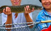 What Is Considered a Trophy Northern Pike?