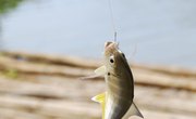 How to Hook a Waxworm on a Hook for Fishing