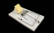 Ideas for Mouse Trap Projects