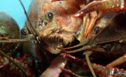 How to Find Wisconsin Crawfish