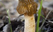 Mushroom-Hunting Locations in Indiana