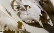 How to Preserve Animal Skulls