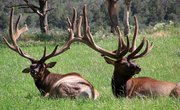 How to Hunt Elk in Craig, Colorado