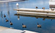 How to Keep Geese Off a Boat Dock