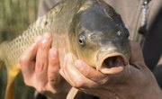 How to Chum & Bait Freshwater Fish