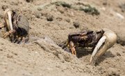 How to Catch Fiddler Crabs for Bait