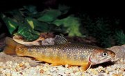 How to Tell If It's a Male or a Female Trout