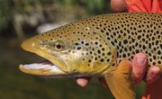 Places to Trout Fish in Southern California