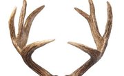 How to Cut Deer Antlers Off the Head