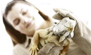 What Type of Classes Do You Need to Take to Get a Degree in Zoology?