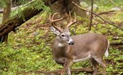 Official Texas Deer Hunting Laws