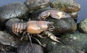 Crayfish Fishing in Washington