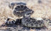 How to Dry a Rattlesnake Tail