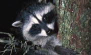 How to Make a Snare Trap for a Raccoon