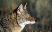 Coyote Hunting Regulations in Alabama
