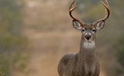 The Best Counties in Kentucky for Deer Hunting