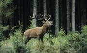 Good Elk Hunting Spots in Oregon