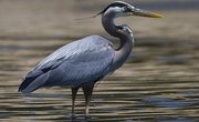 Is the Great Blue Heron an Endangered Species?