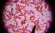 What Does a Human Cell Look Like?