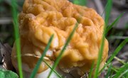How to Identify Rare Edible Mushrooms Found in Ohio
