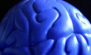 How to Make a Detailed Human Brain Model Out of Clay