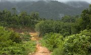 Trees of Tropical Rainforests