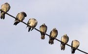 Why Do Birds Sit on Electrical Wires?