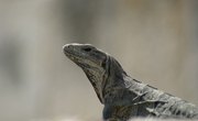 How Are Reptiles & Amphibians Alike?