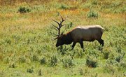 Elk Hunting on State Land in Colorado Springs