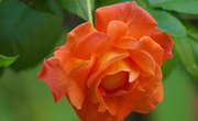 The Life Cycle of a Rose Plant