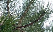 Facts About Pine Needles