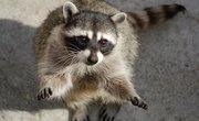 How Do Raccoons Mark Territory?