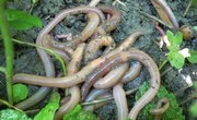 Why Does an Earthworm Have a Closed Circulatory System?