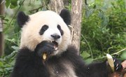 The Complete Life Cycle of the Giant Panda