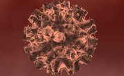 Where Did Common Cold Viruses Come From?
