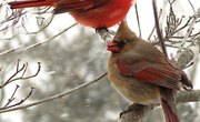 Why Do Male Cardinals Feed Female Cardinals?