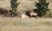 Elk Hunting Regulations for Colorado