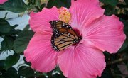 How Do Insects Pollinate Flowers?