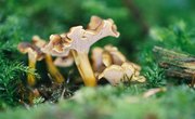 Mushroom Hunting in Colorado
