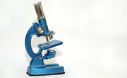 Differences Between a Simple & Compound Microscope